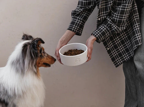 Ceramic Pet Bowl