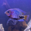 Synspilum cichlid (Vieja synspilum)