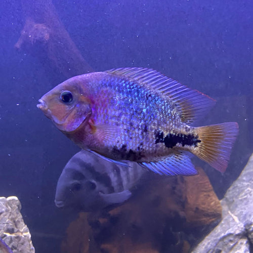 Synspilum cichlid (Vieja synspilum)