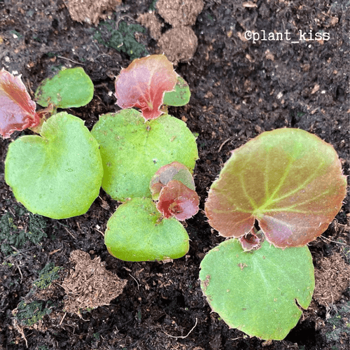Wax Begonia Seeds