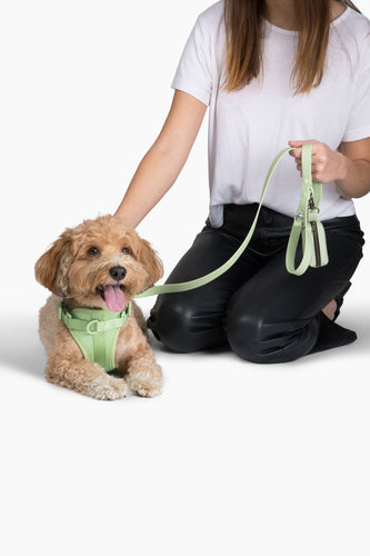 Harness