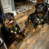 Maximus Black BIG dog SET- Harness - collar - lead. Brass rivets
