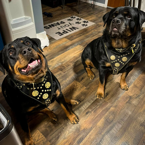 Maximus Black BIG dog SET- Harness - collar - lead. Brass rivets
