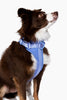 Harness