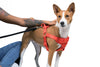 Step In Dog Harness