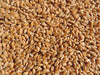 4 Seed Sample Pack - Wheat, Oat, Rye, Barley