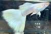 Albino full white platinum