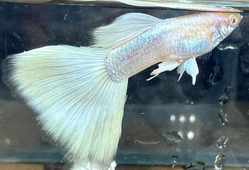 Albino full white platinum