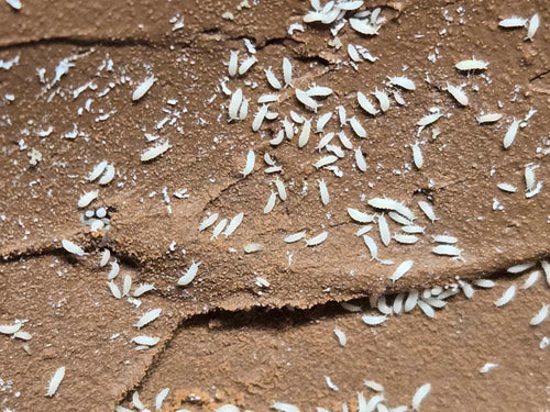 100+ White Albino Springtails (Ceratophysella sp. Lilac)