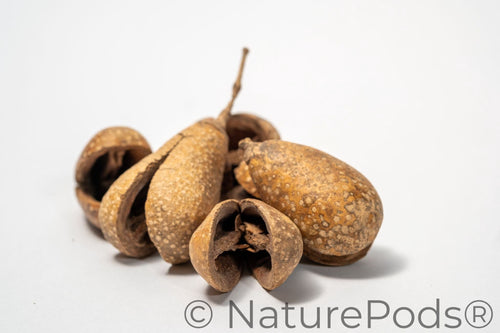 Whole Pear Pods