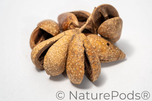 Whole Pear Pods